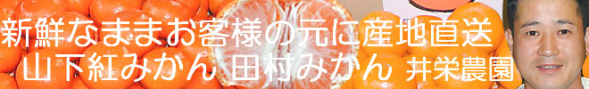 みかんを新鮮なままお客様の元に産地直送をモットーに致しております-井栄農園