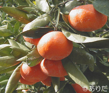 田村みかん画像