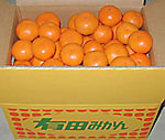 家庭用有田みかん