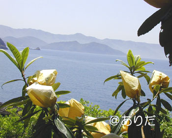 @ありだ-南面の日差しを浴びています♪
