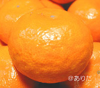 菊みかんマルチ栽培田村みかん
