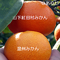 みかん見比べ