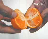 マルチ栽培田村みかん