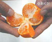マルチ栽培田村みかん