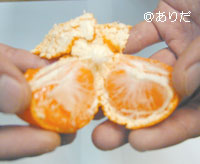 マルチ栽培田村みかん