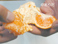 マルチ栽培田村みかん